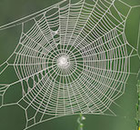 Night cache - La toile